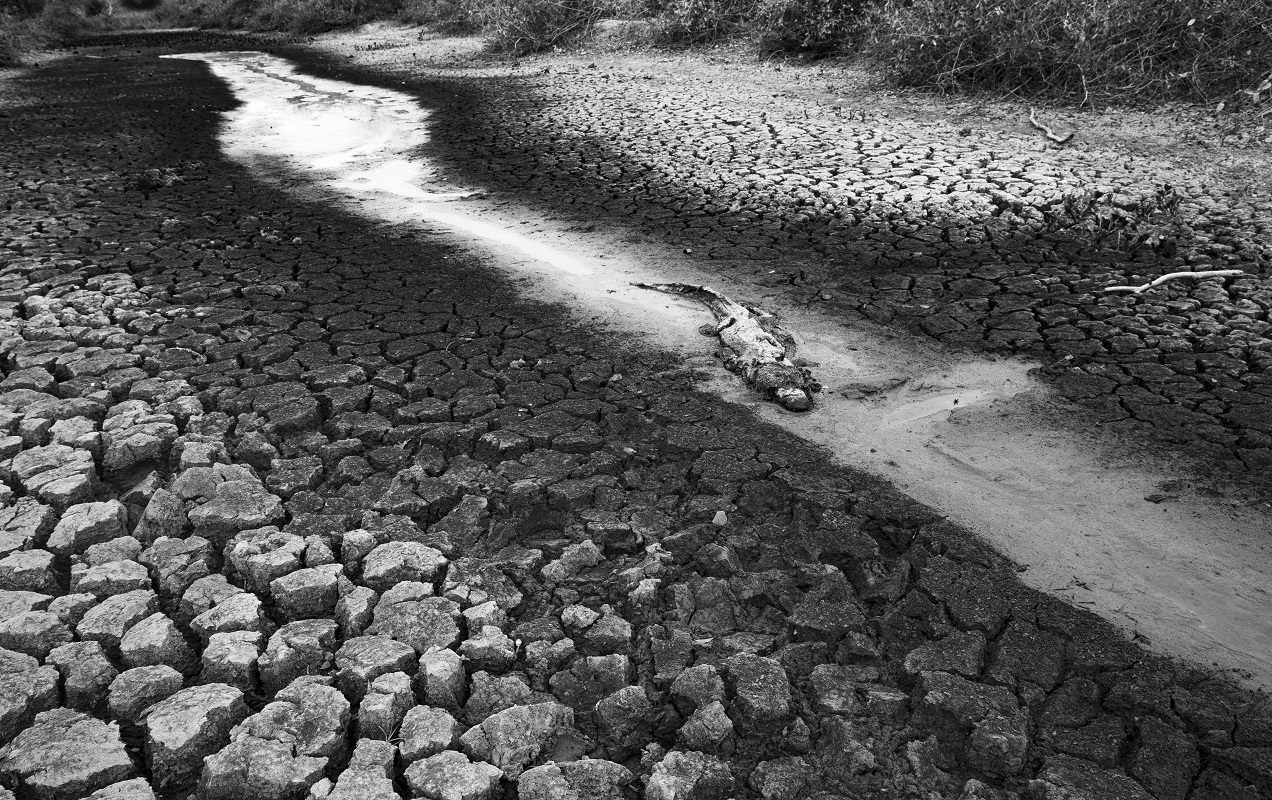 Registro de animal morto pelo fogo no Pantanal