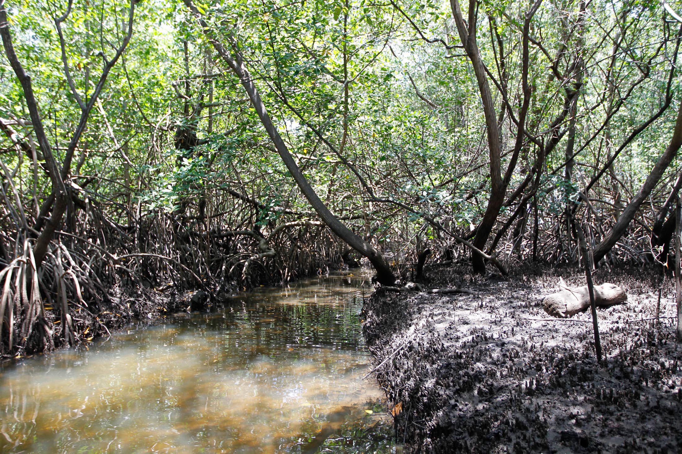 Área de manguezal às margens do rio Tatuamunha, no Recife (PE)