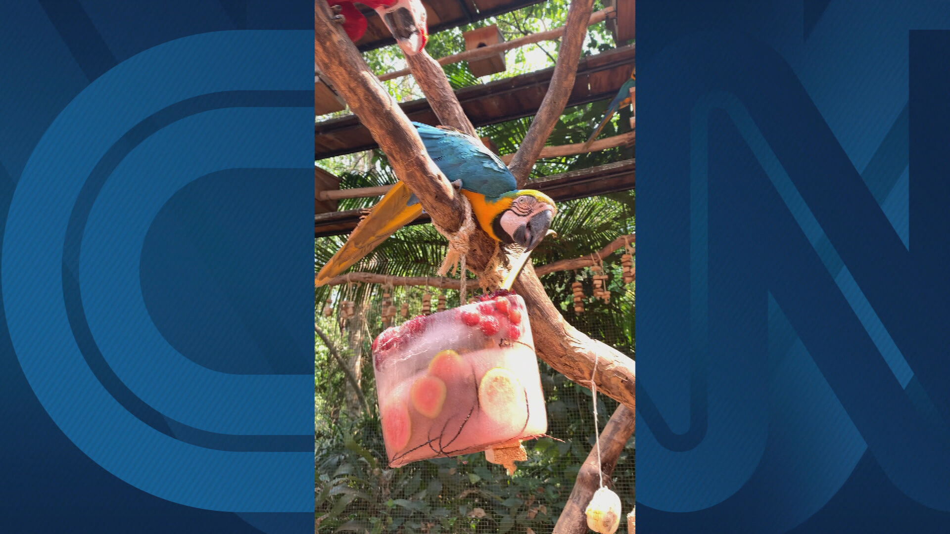 Aves ganham frutas congeladas em parque no Paraná