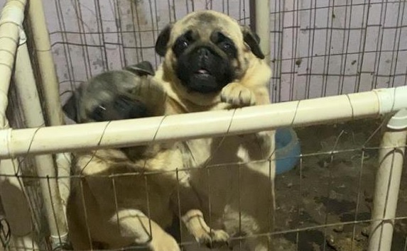 Pugs foram encontrados em situação de maus-tratos 