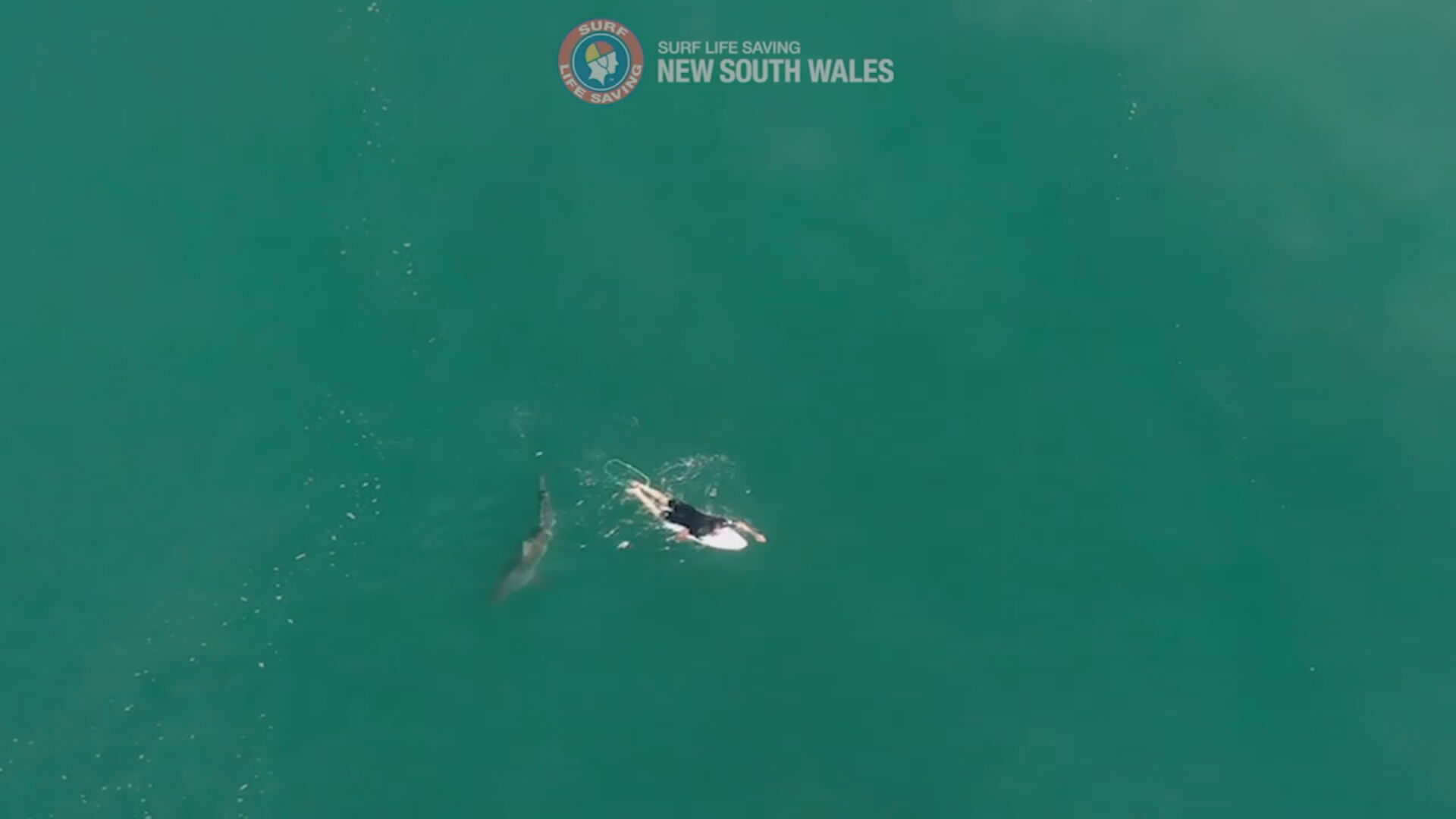 Drone flagra momento em que surfista nada perto de tubarão 