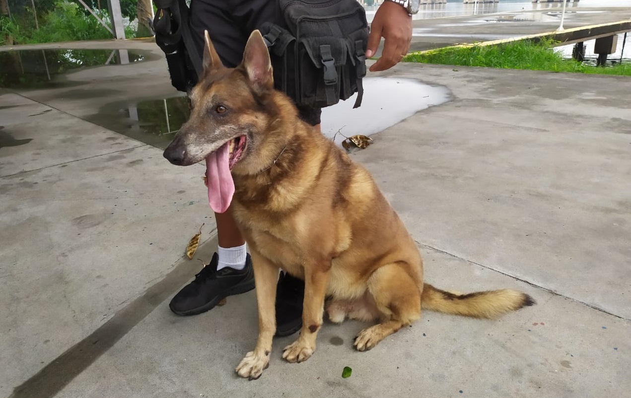 Aldo, da raça pastor belga-malinois, está entre os cães disponíveis para adoção