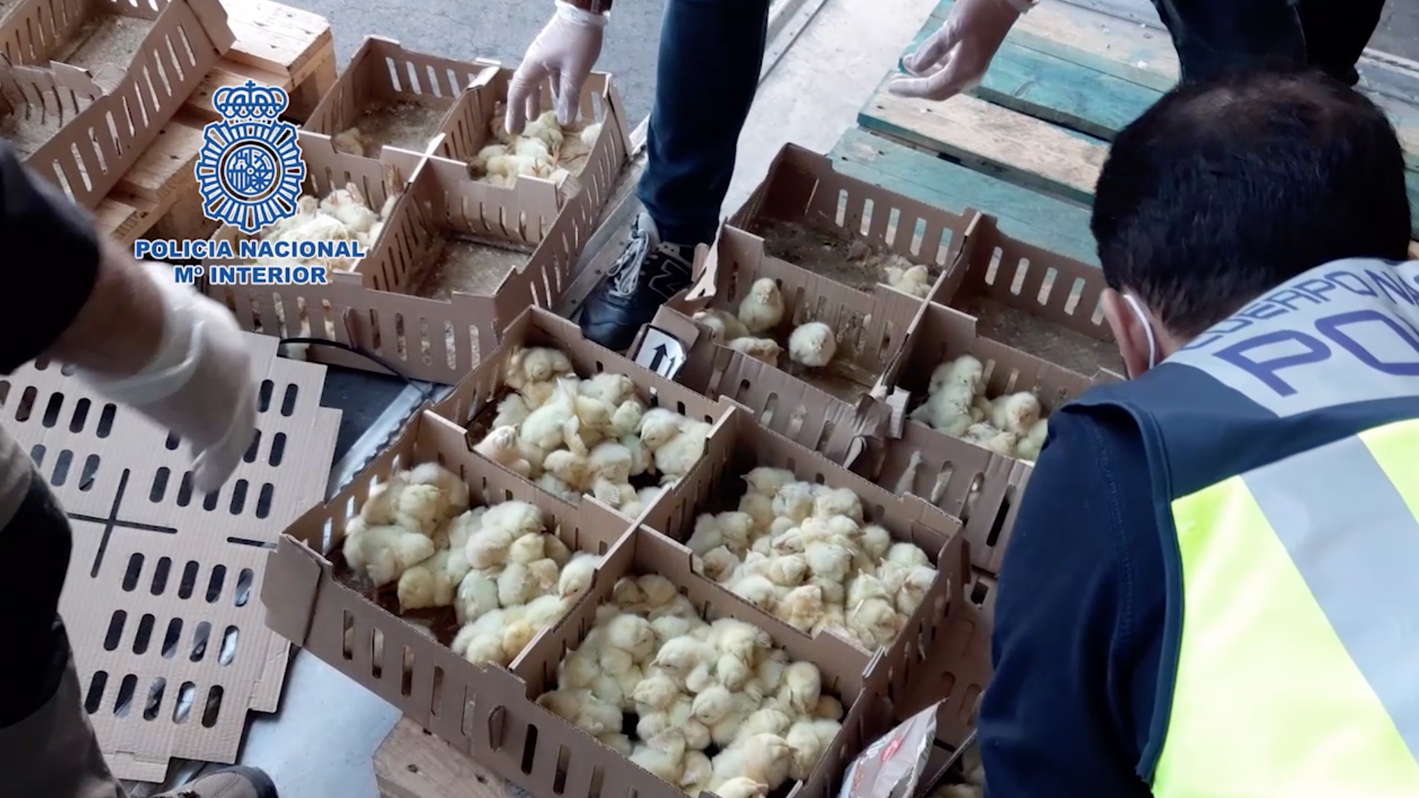 Pintinhos encontrados em aeroporto de Madri