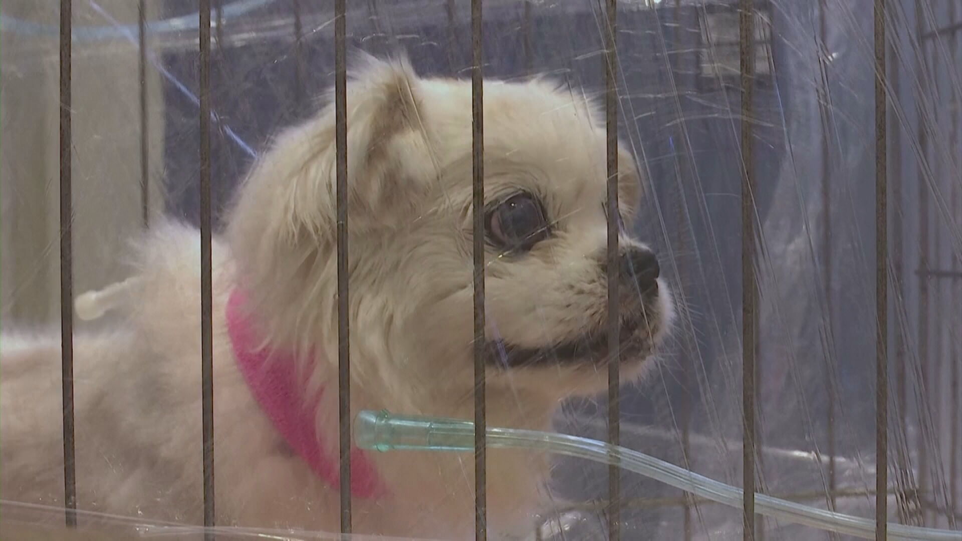 Cachorro é transportado por ambulância especial para pet