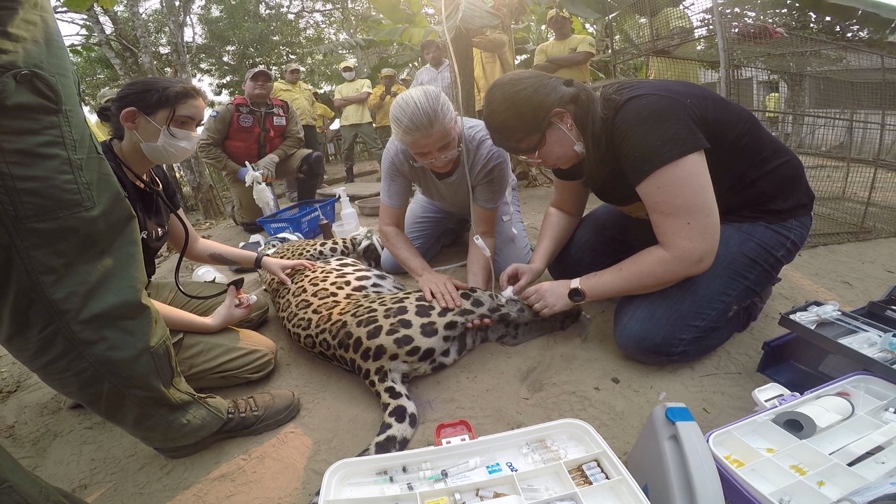 Onça Pantanal