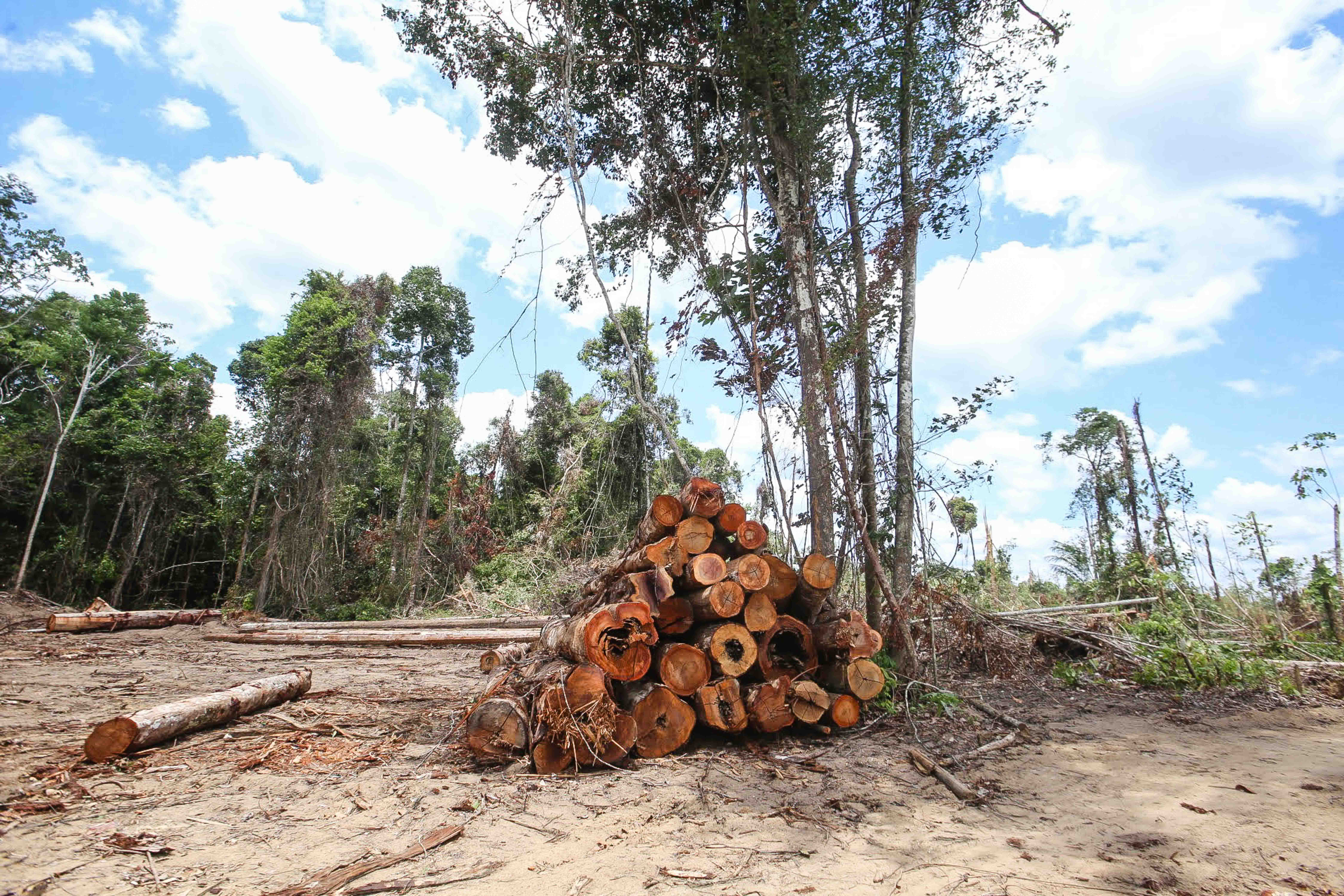 Desmatamento no Pará