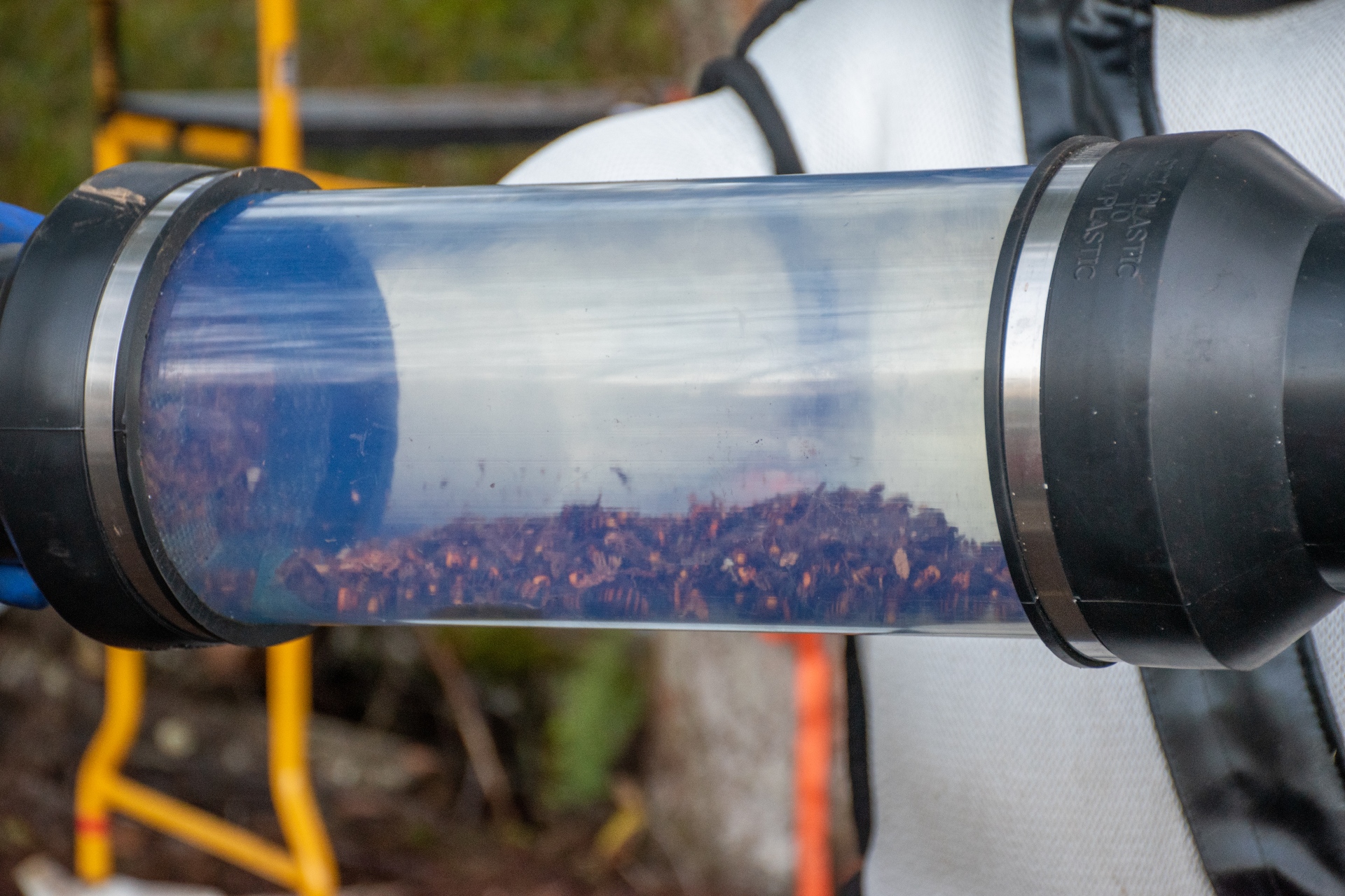 Funcionários do Programa de Pestes aspiraram diversas vespas de dentro da árvore