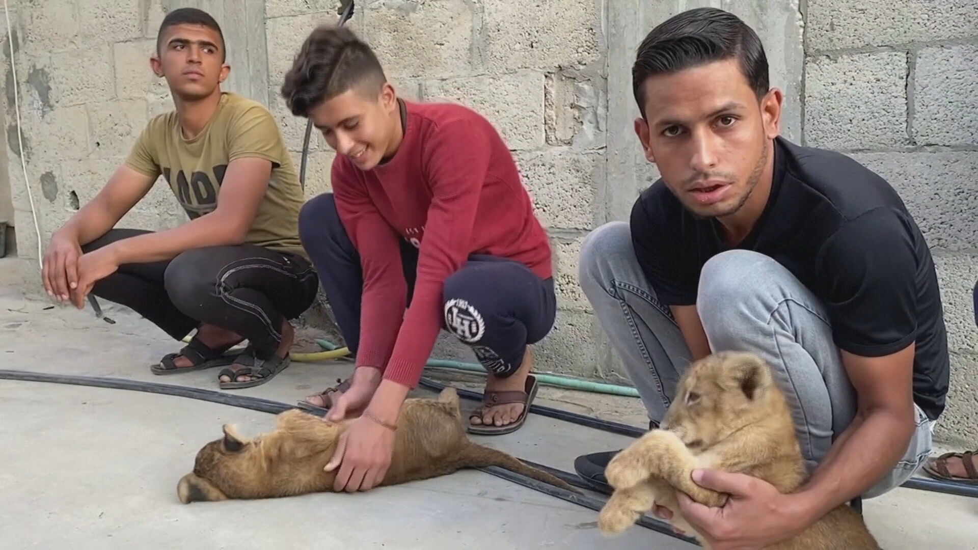 Filhotes de leão são criados em terraçõ de casa em Gaza, no Oriente Médio