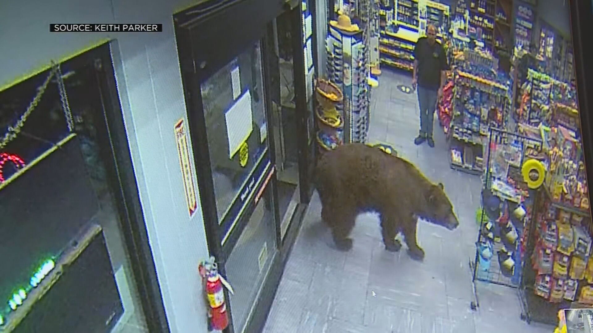 Urso que entrava em lojas é devolvida à natureza