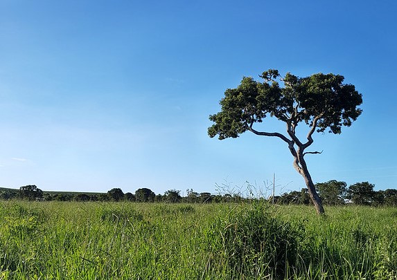 Cerrado brasileiro