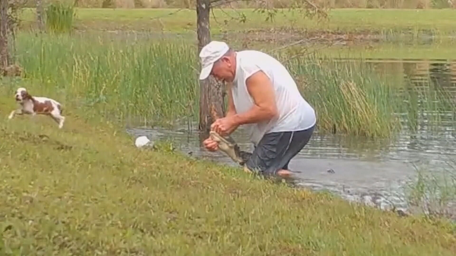 Homem salva cachorro de crocodilo (23.nov.2020)