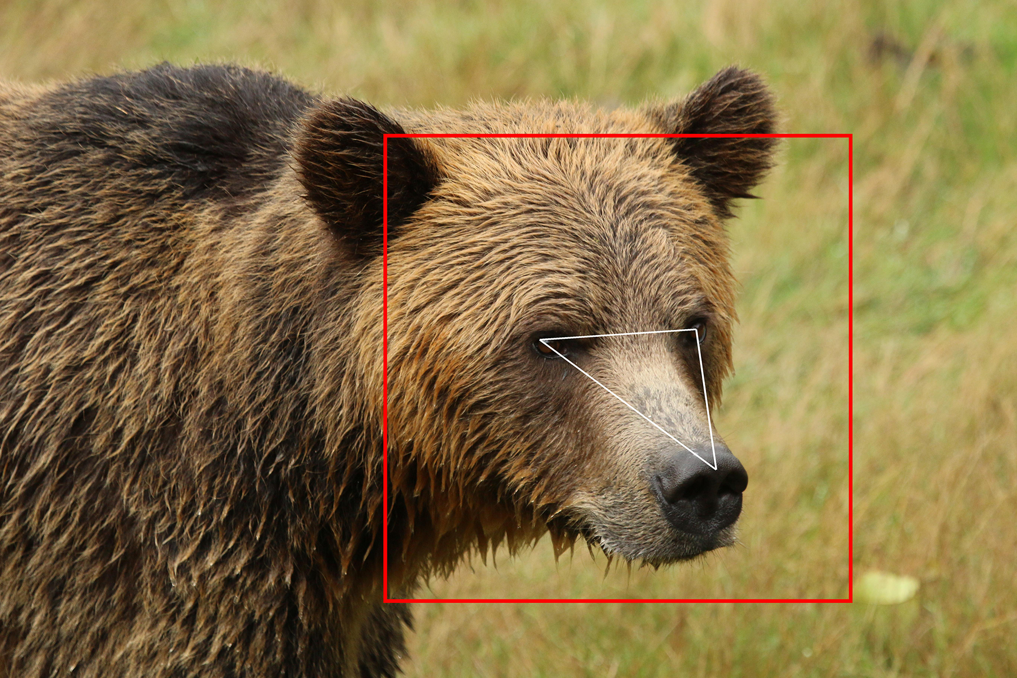 BearID identifica ursos em imagens