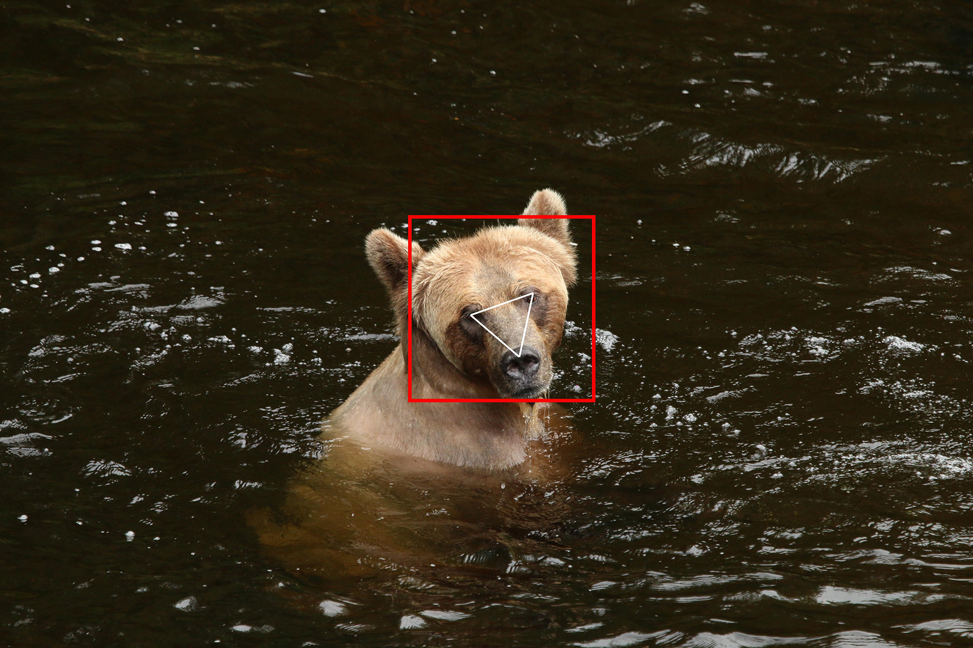 BearID identifica ursos em imagens