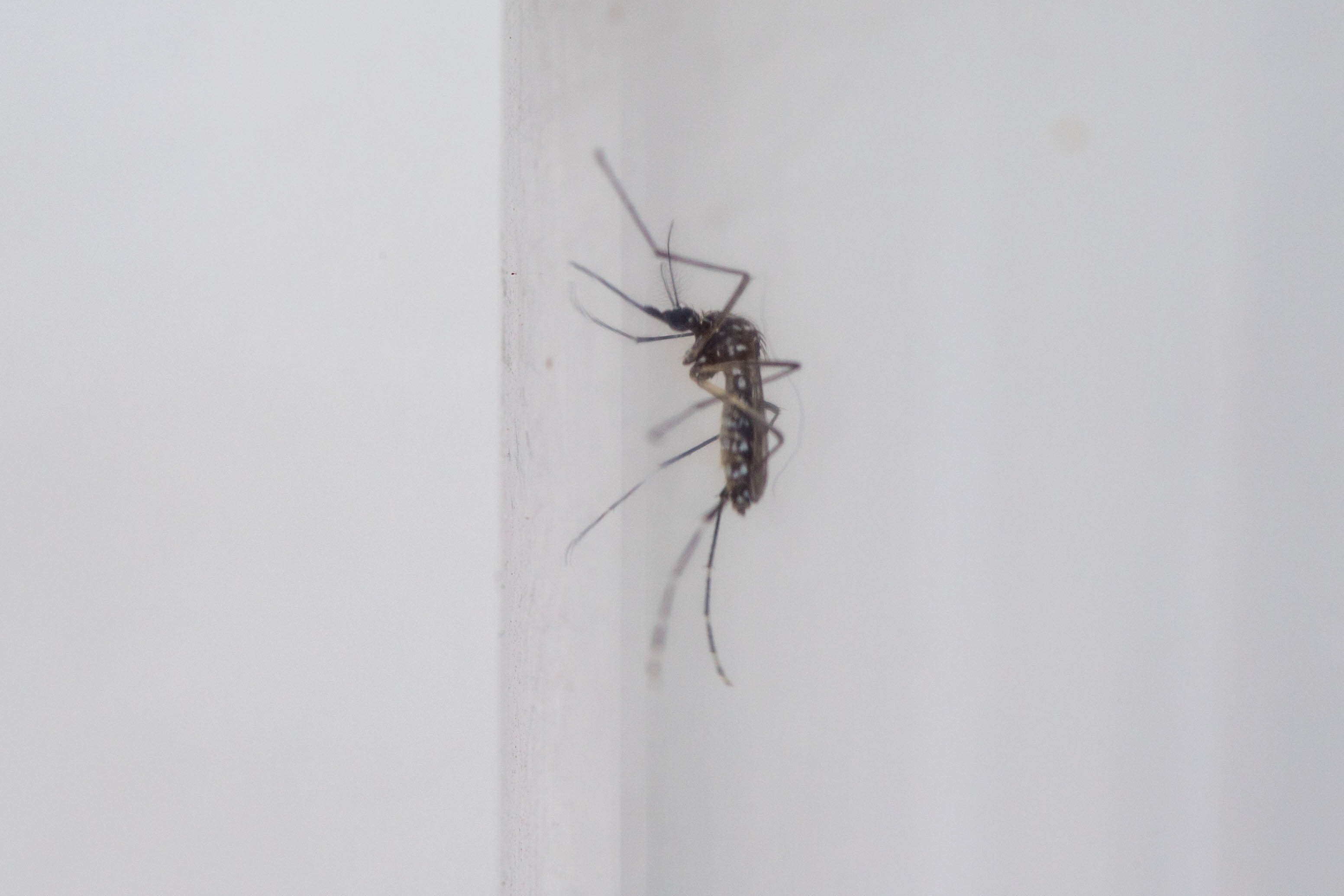 Mosquito da Dengue Aedes Aegypti