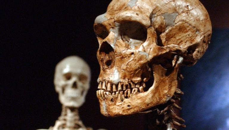 Crânio de Neandertal em comparação com o de ser humano atual