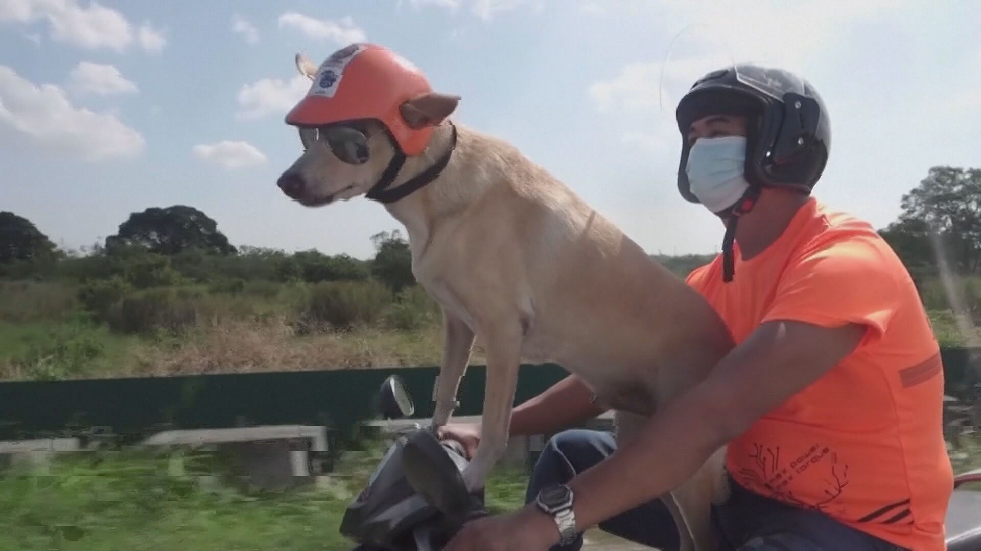 Acompanhado do dono, cachorro usa óculos e capacete para andar de moto