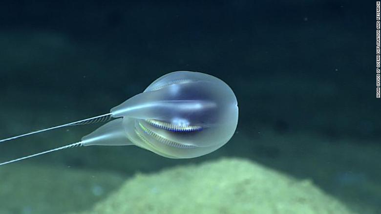 Nova espécie de ctenóforo, o Duobrachium sparksae, foi encontrada em Porto Rico