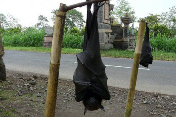 Mega-morcego pendurado