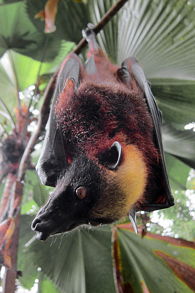 Morcego-dourado-filipino