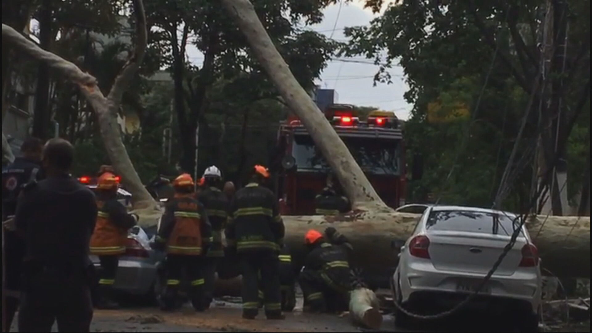 Após forte chuva, árvore cai sobre veículo na zona Sul de São Paulo