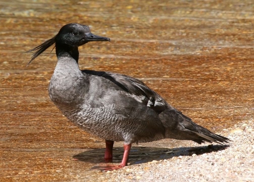 O pato-mergulhão, uma das espécies mais raras do mundo