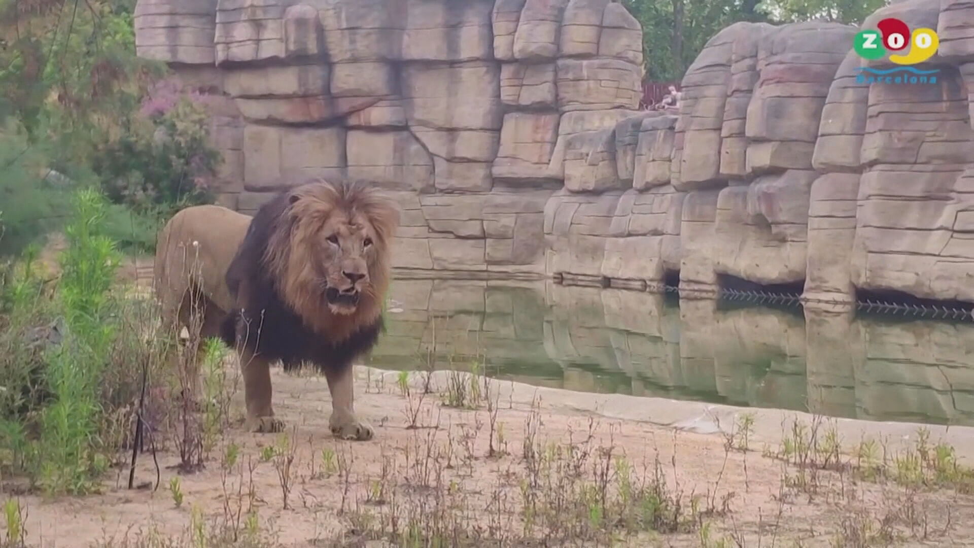 Leões são diagnosticados com Covid-19 em zoológico da Espanha