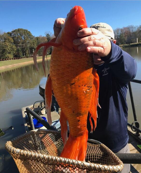 Peixe-dourado gigante de 4 quilos foi encontrado em lago nos Estados Unidos