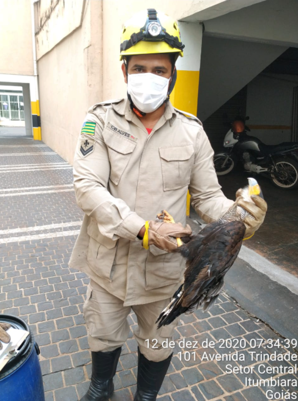 Gavião viaja preso 