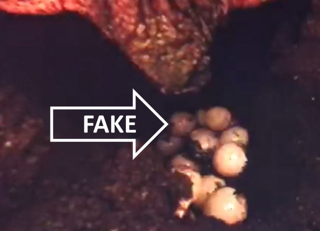 Ovos falsos são idênticos aos ovos comuns, roubados por caçadores