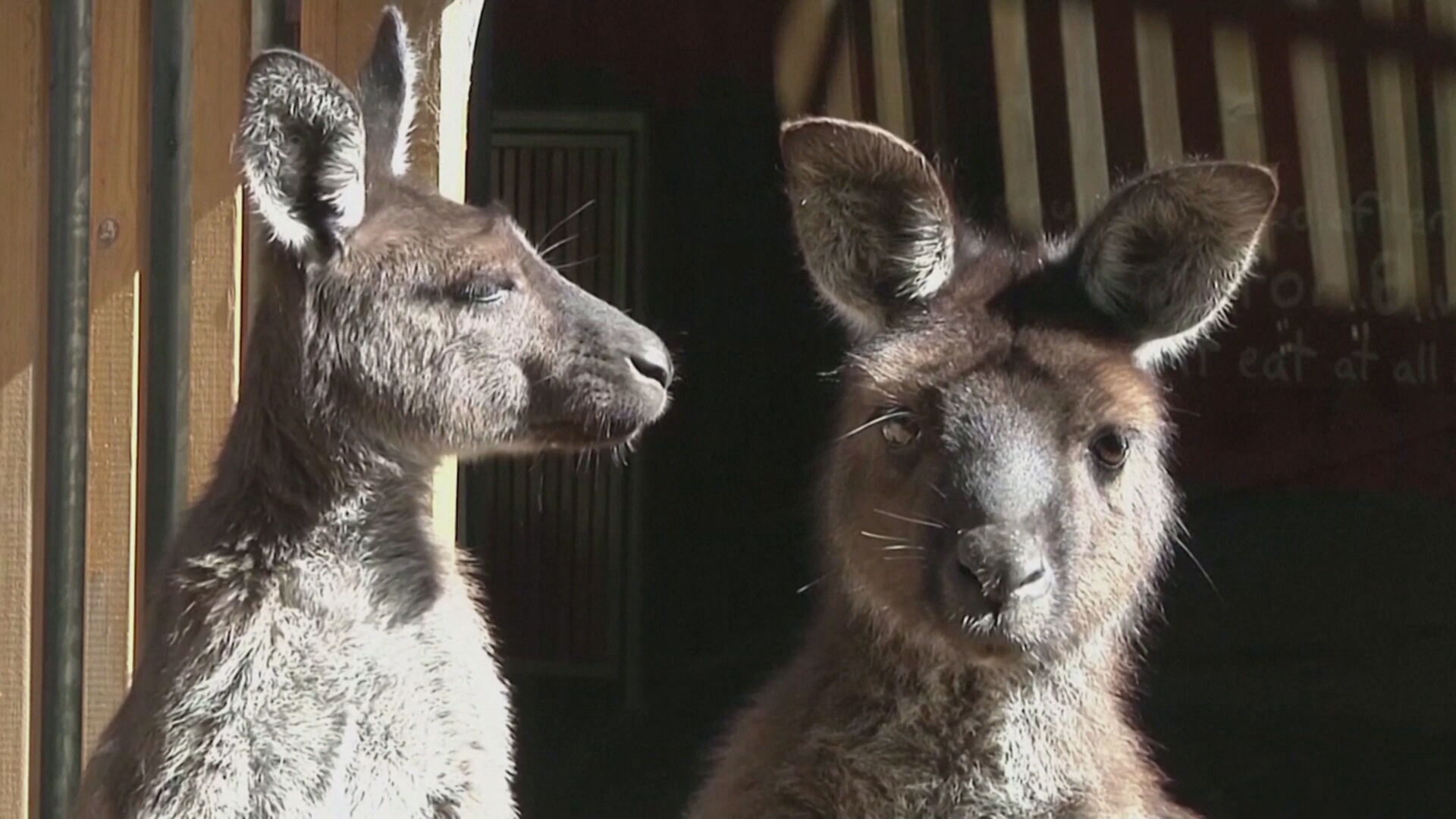 Estudo australiano revelou que cangurus podem se comunicar com humanos