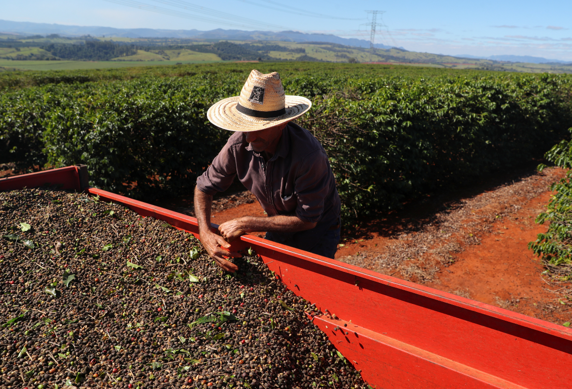 Trabalhador com café colhido de uma plantação em São João da Boa Vista