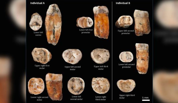 Um novo estudo de 11 dentes, encontrado em La Cotte de St. Brelade