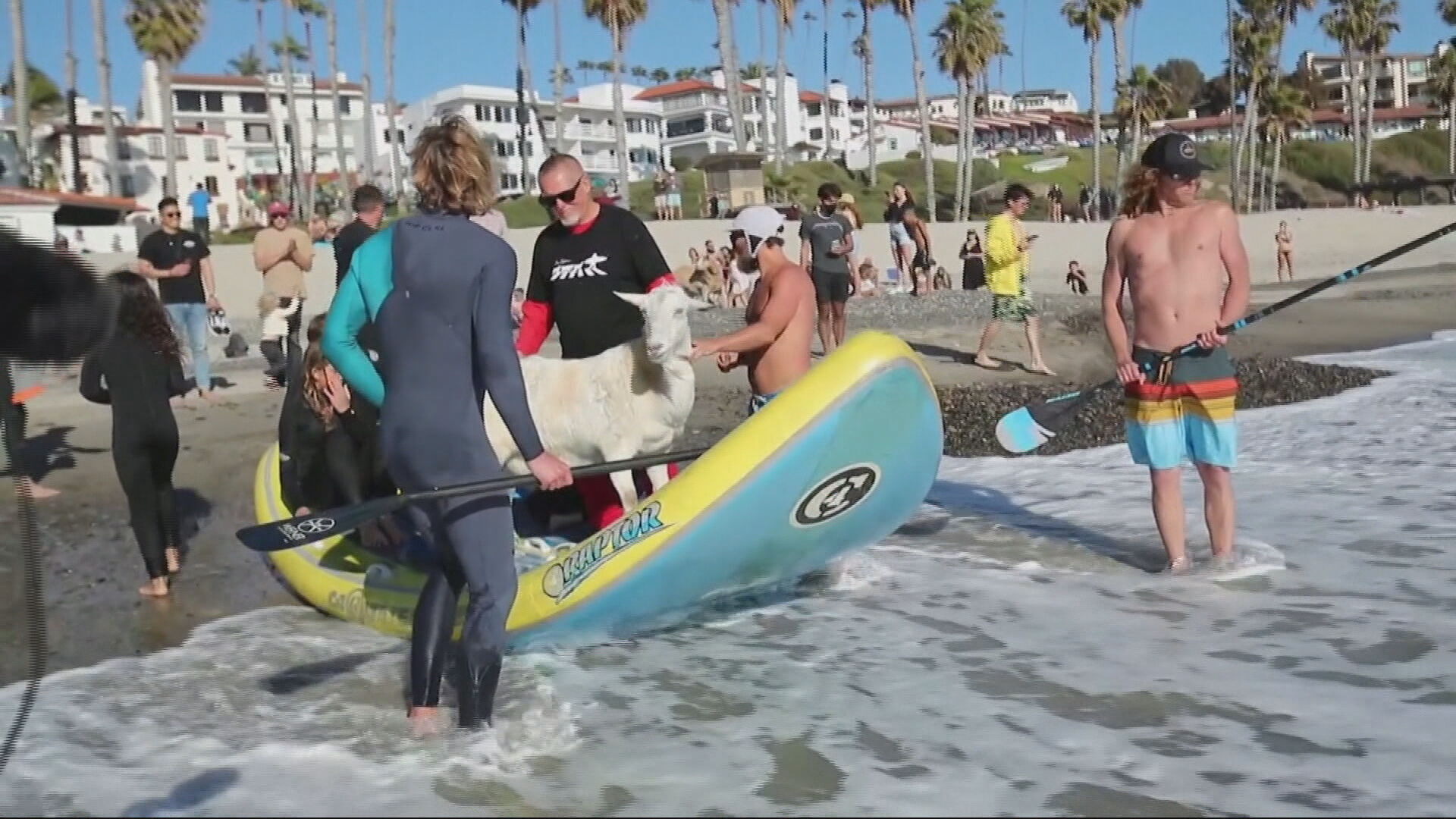 Instrutor usa cabra de estimação para atrair crianças para praticar surfe