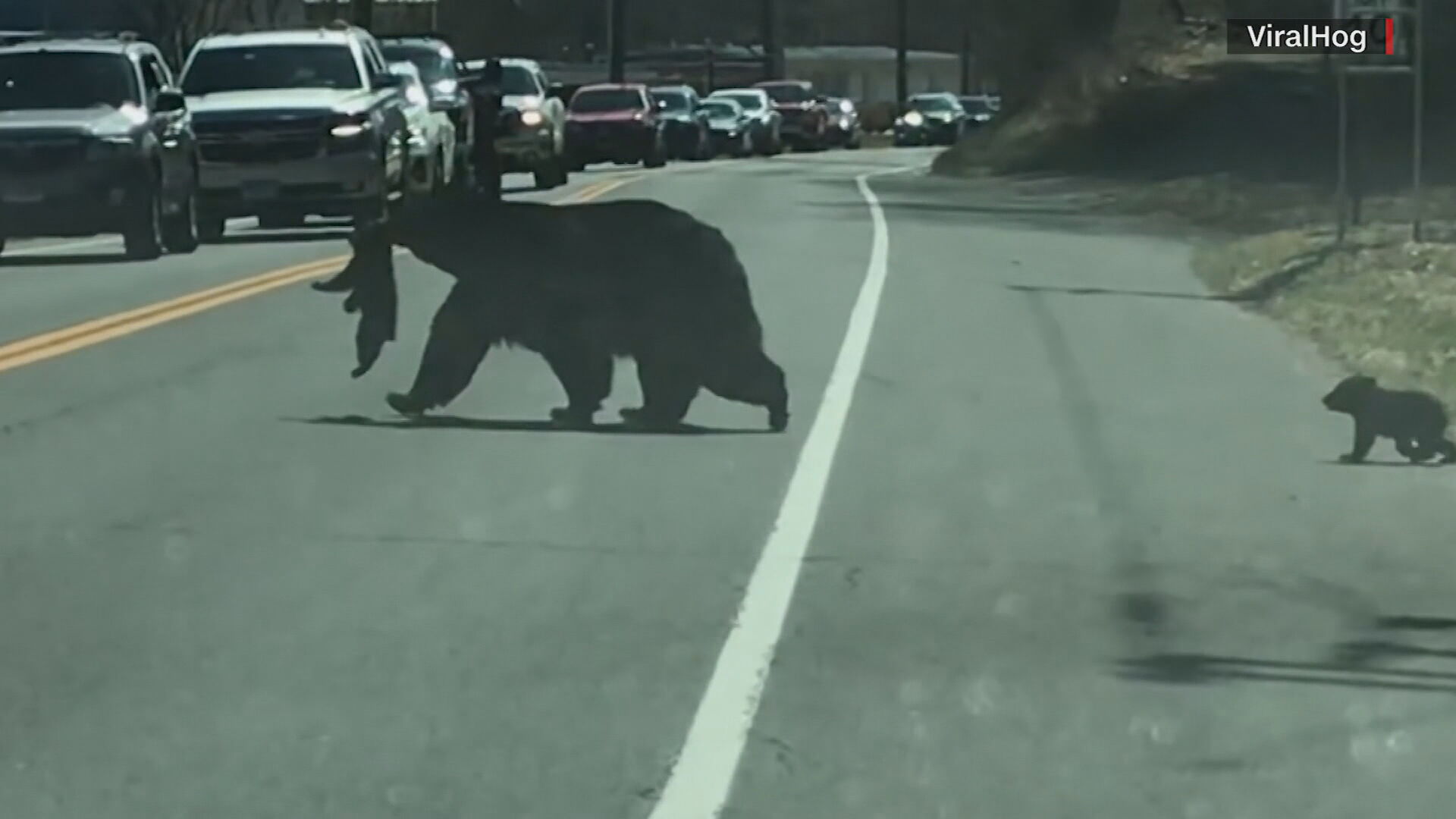 Mamãe urso teve dificuldade em atravessar filhotes