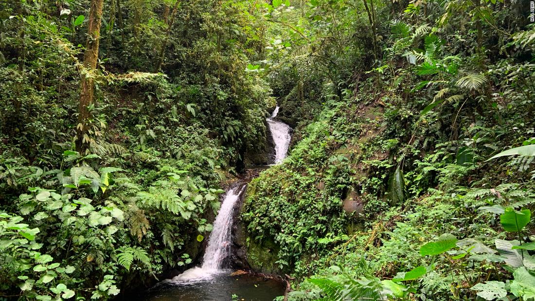 Florestas restauradas na Colômbia