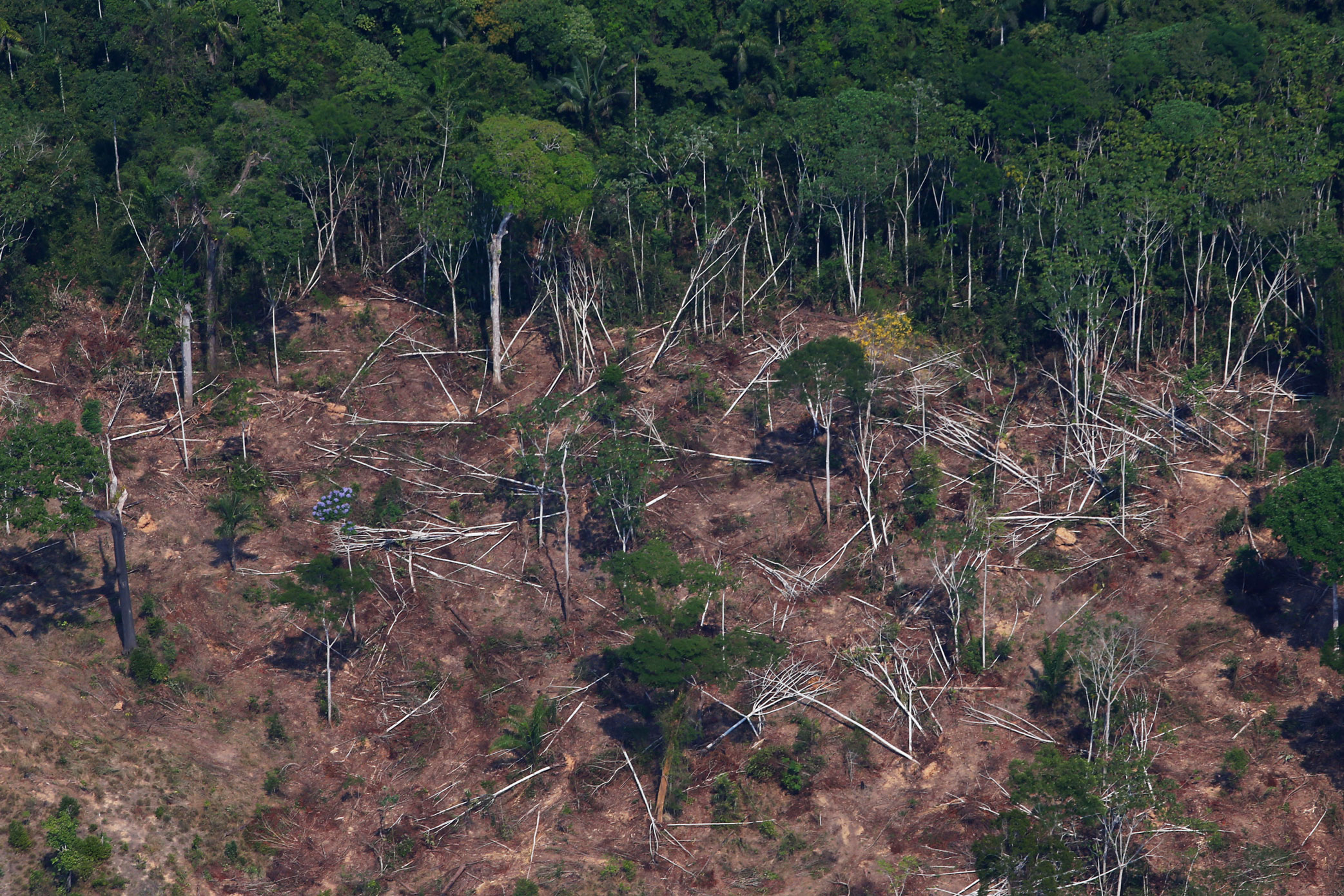 Área desmatada na Floresta Nacional do Jamanxim, no Pará