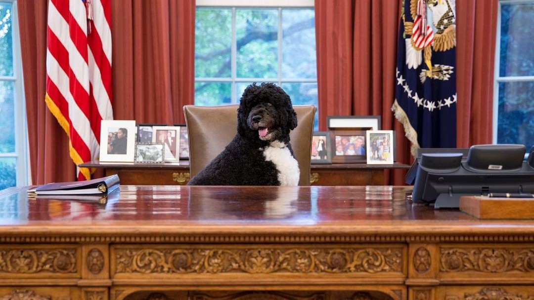 Bo, cachorro da família Obama