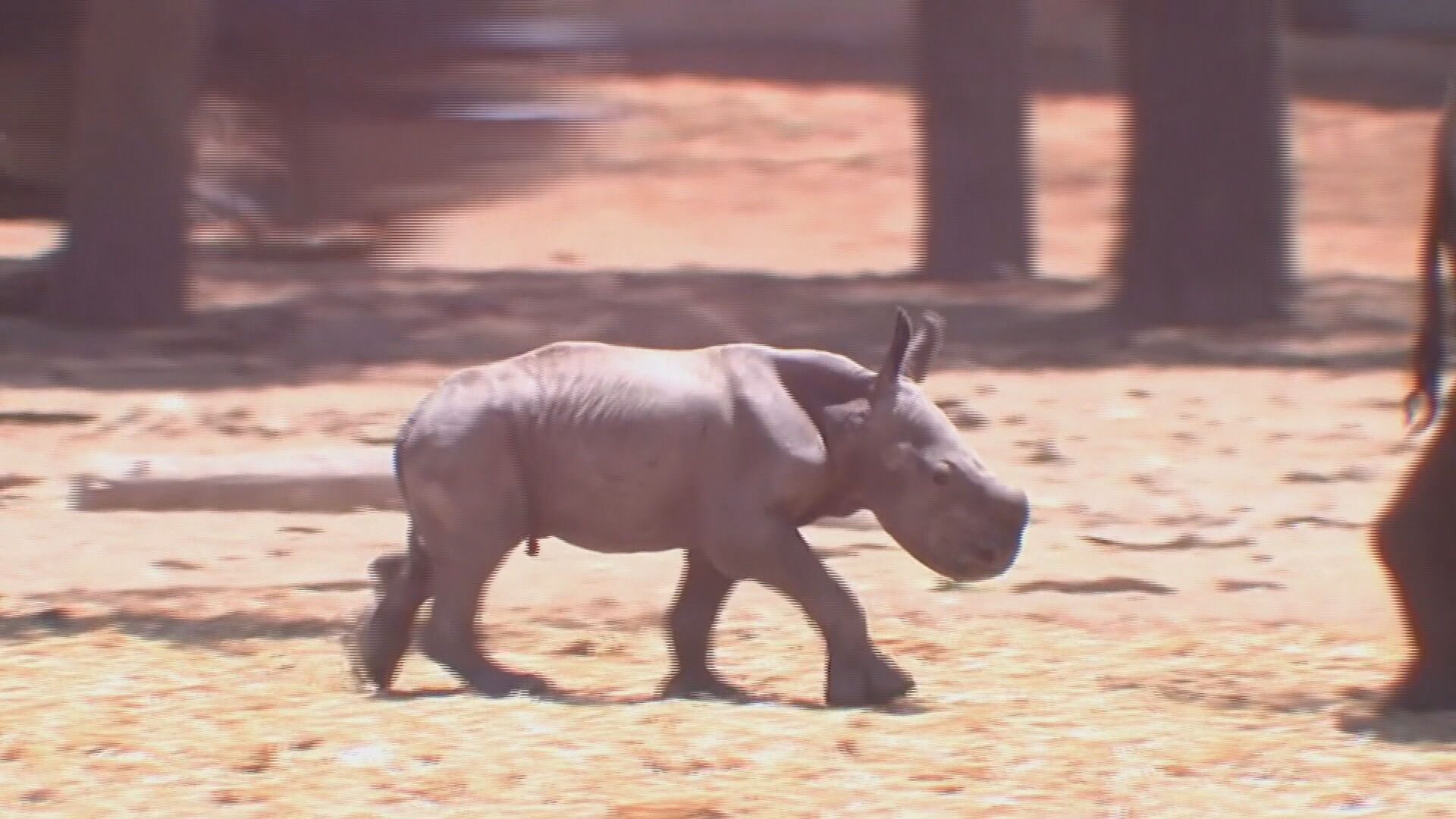 Rinoceronte bebê em zoológico de Israel (06.jun.2021)