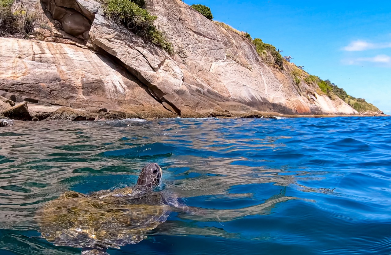 Tartaruga-verde nas Ilhas Cagarras, Rio de Janeiro