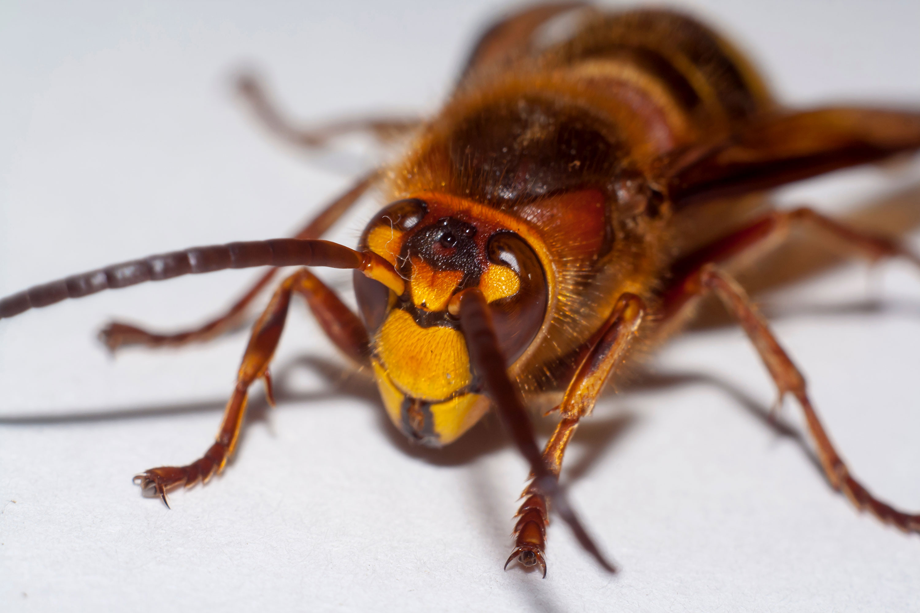 A vespa gigante asiática é apelidada de "assassina"