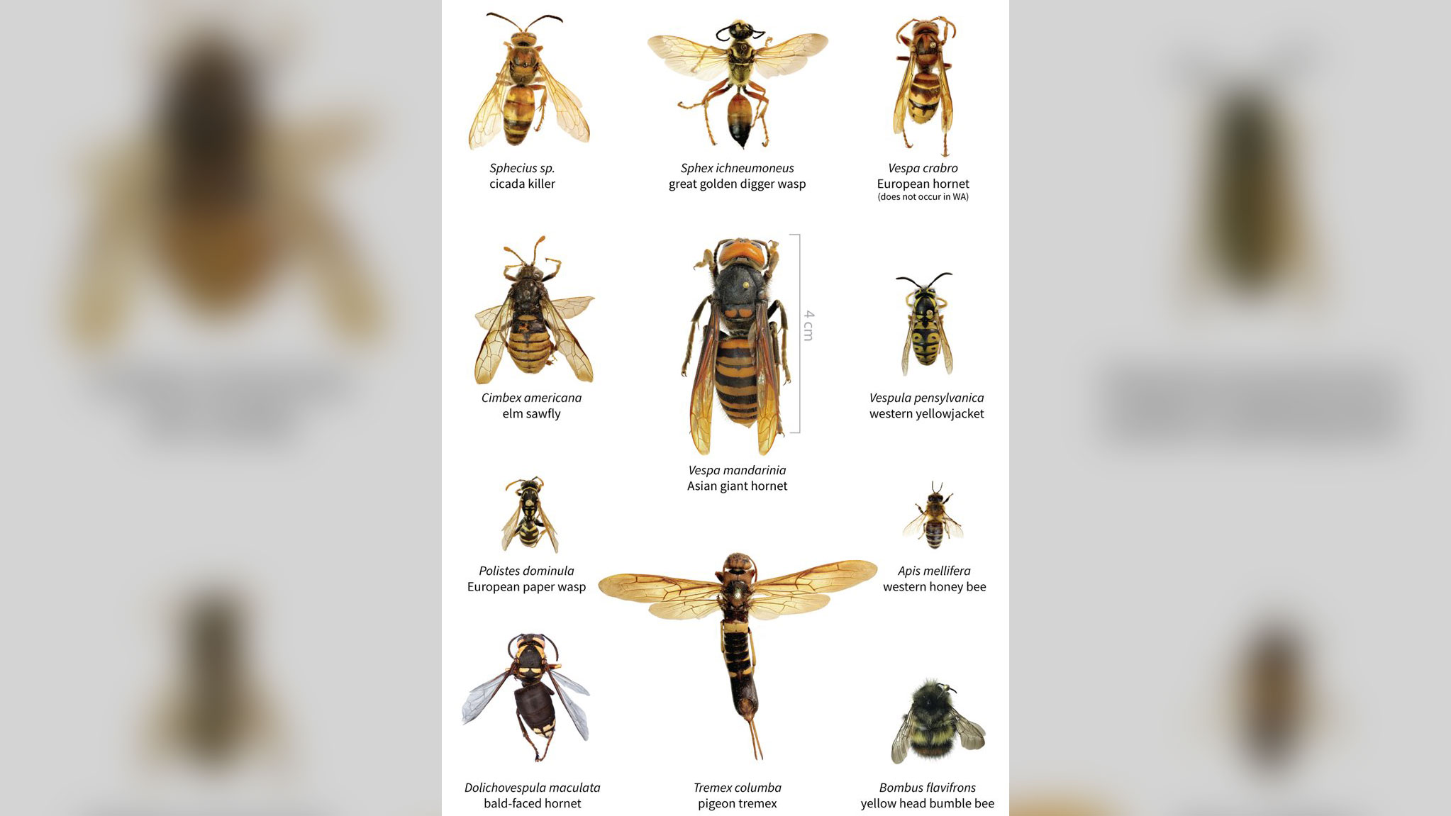 Comparação de tamanho entre a vespa gigante asiática e outros insetos