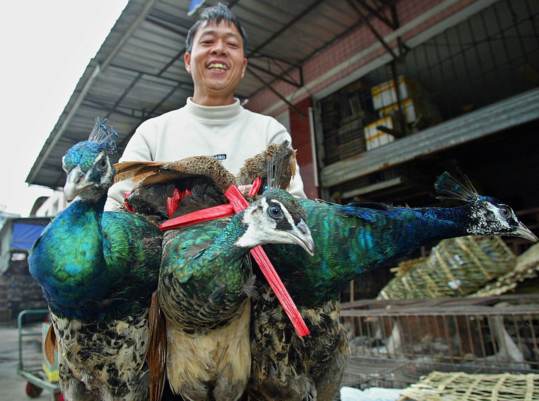 Vendedor com pavões em mercado de animais silvestres de Guangzhou