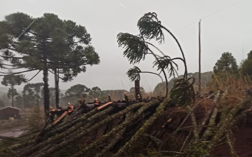 Árvores derrubadas em Monte Alegre dos Campos, no RS, pelo 'ciclone bomba'