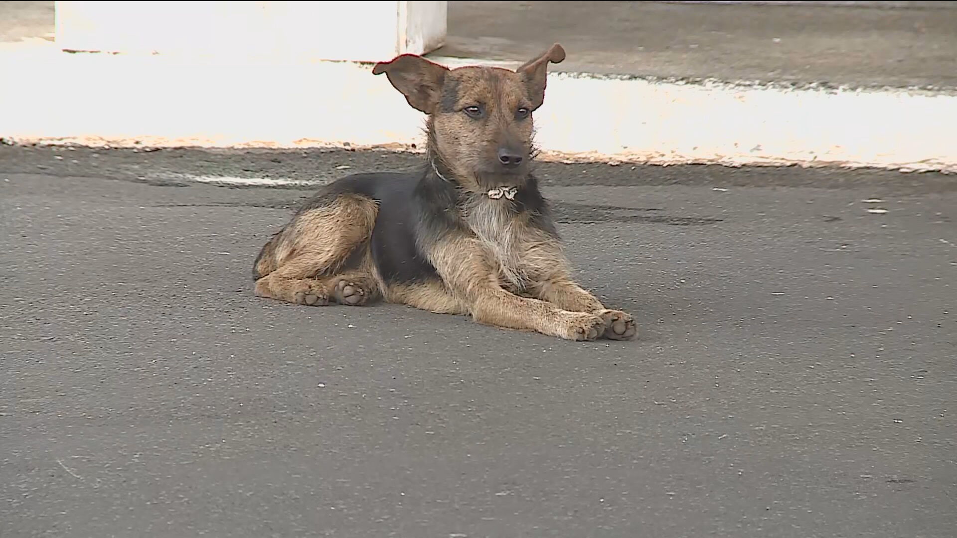 Cachorro conhecido como Alvorinho por ficar na frente do Palácio do Planalto