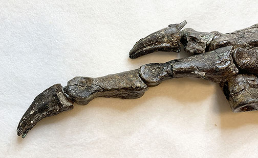 Fóssil do Aratasaurus museunacionali, dinossauro descoberto no Ceará