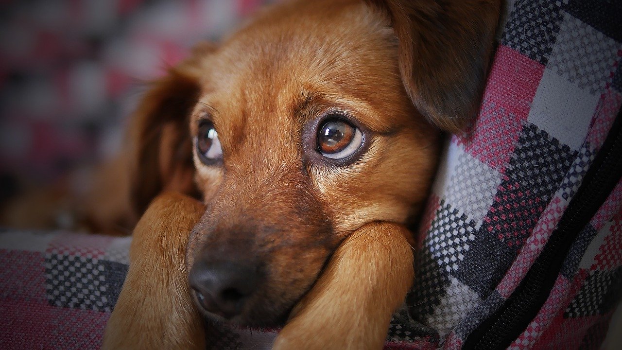 Cachorro é fotografado em cama para animais de estimação