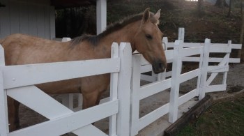 Animal está com anemia infecciosa