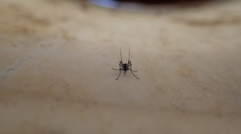 Entre os que têm sede de sangue humano, está o 'Aedes aegypti', principal transmissor da febre amarela, zika, dengue e chikungunya