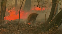 Onda de calor na Austrália resgata fantasma dos incêndios florestais que dizimaram a população de coalas no país