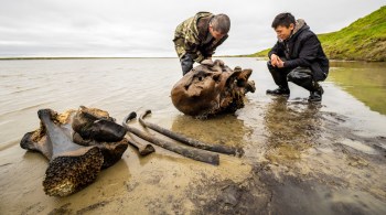 Parte do crânio, várias costelas e ossos da patas dianteiras do animal, alguns com tecidos, foram recuperados da remota península russa de Yamal